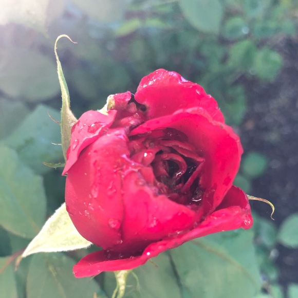 Meet your Posher, Megan - Picture 1 of 1